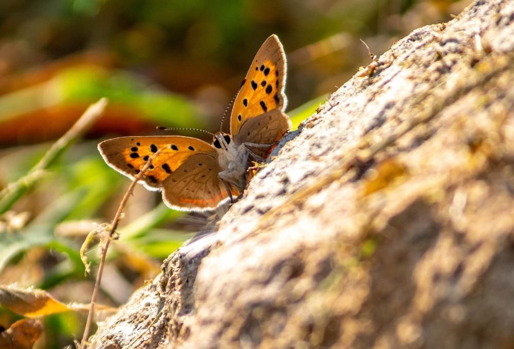 Photograph by Евгений Еськов