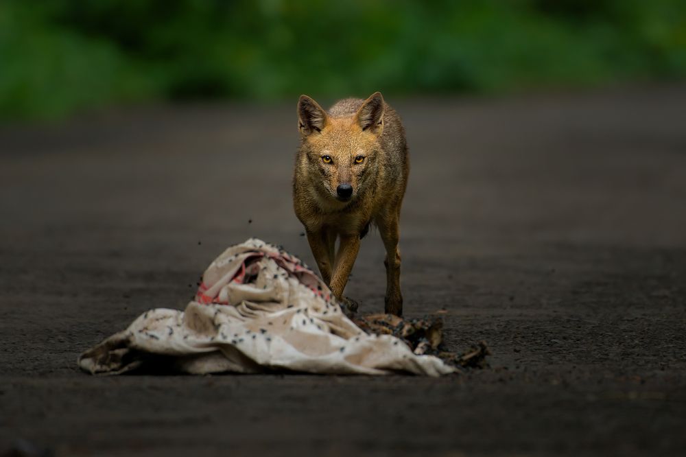 Photograph by Jain Salil