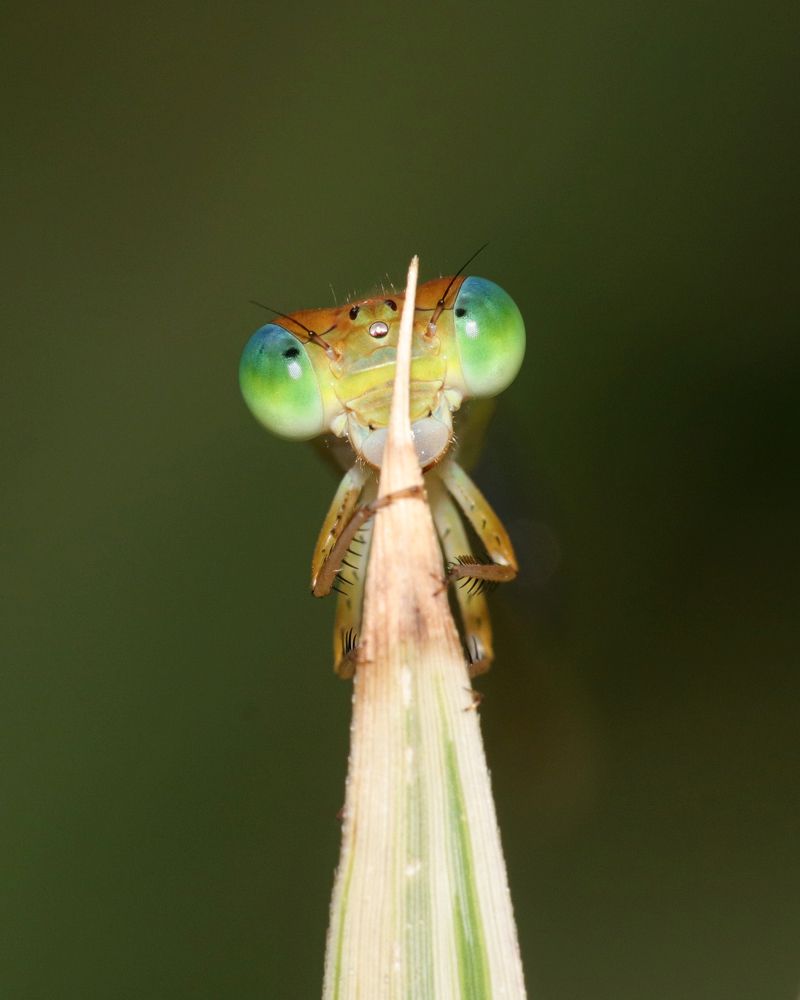 Photograph by Dantale Ajinkya