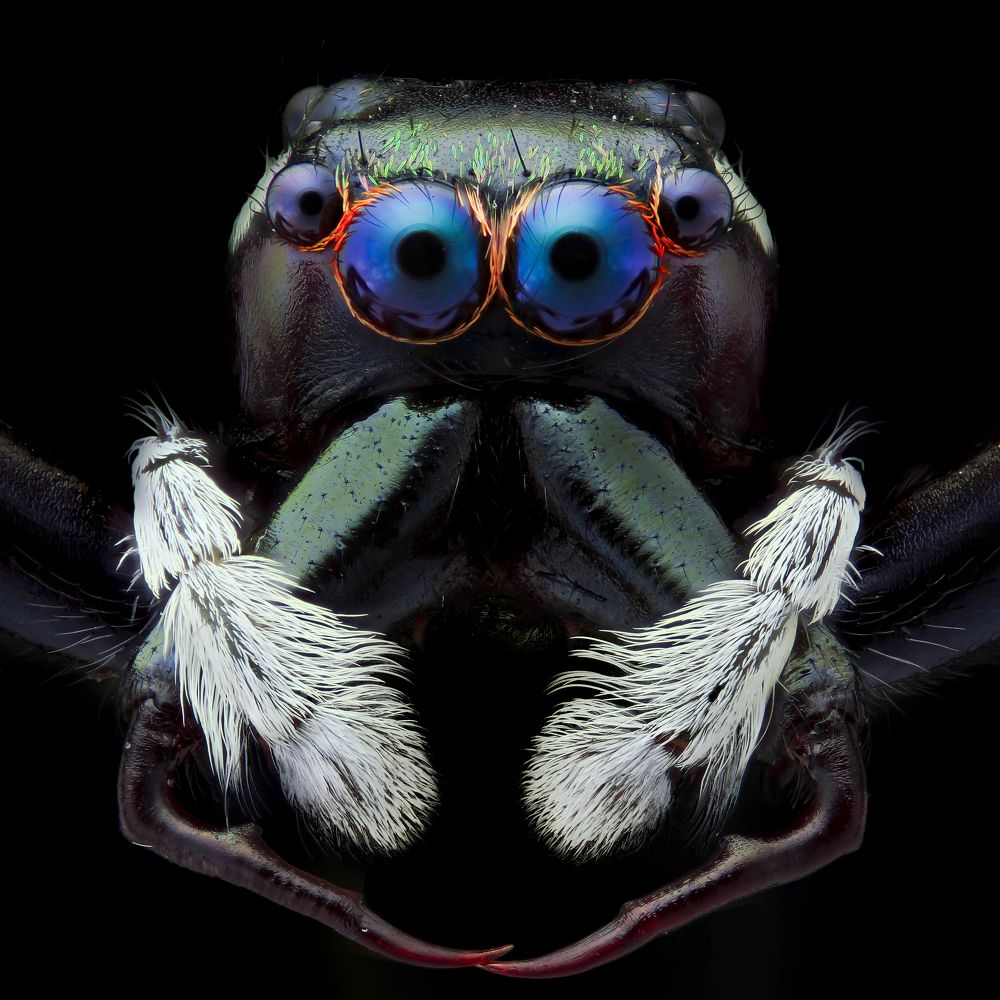 Portrait a jumping spider