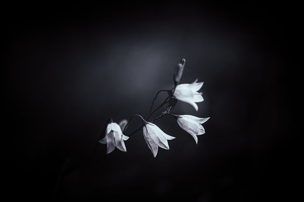 ЧБ с нежностью