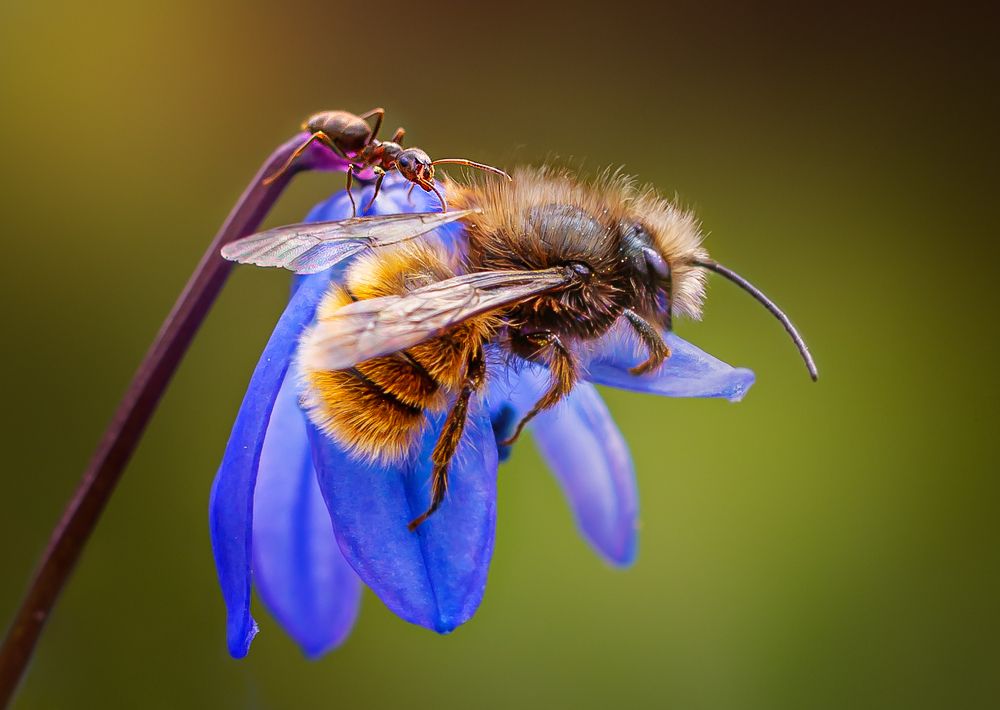 Удивление муравья