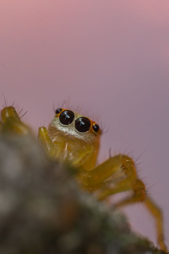 Photograph by Kushan Madushanka Sonnadara