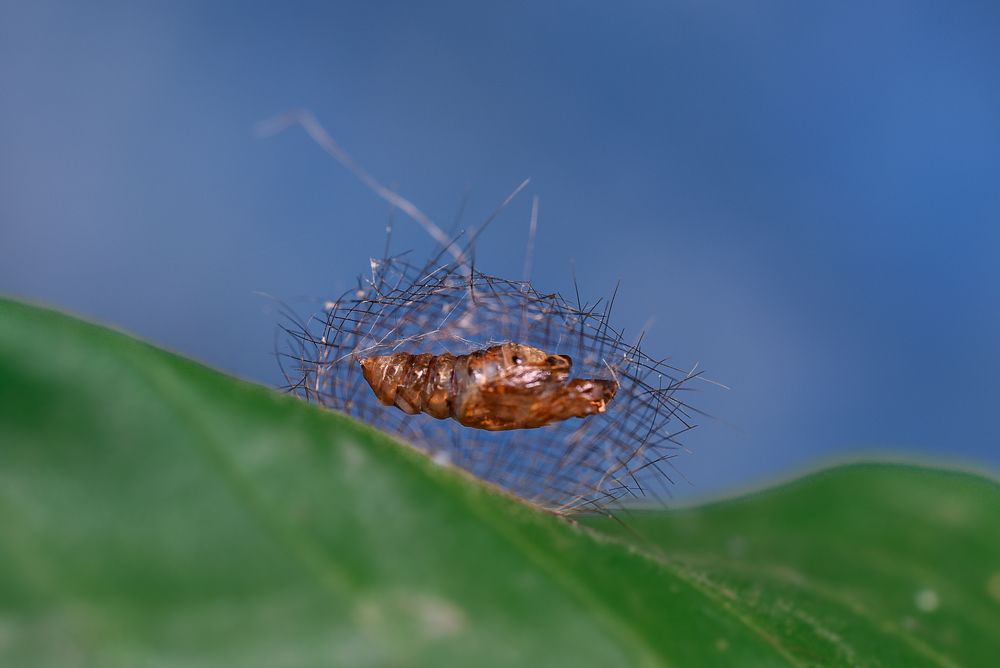 Photograph by Mehedi Hasan Shawan