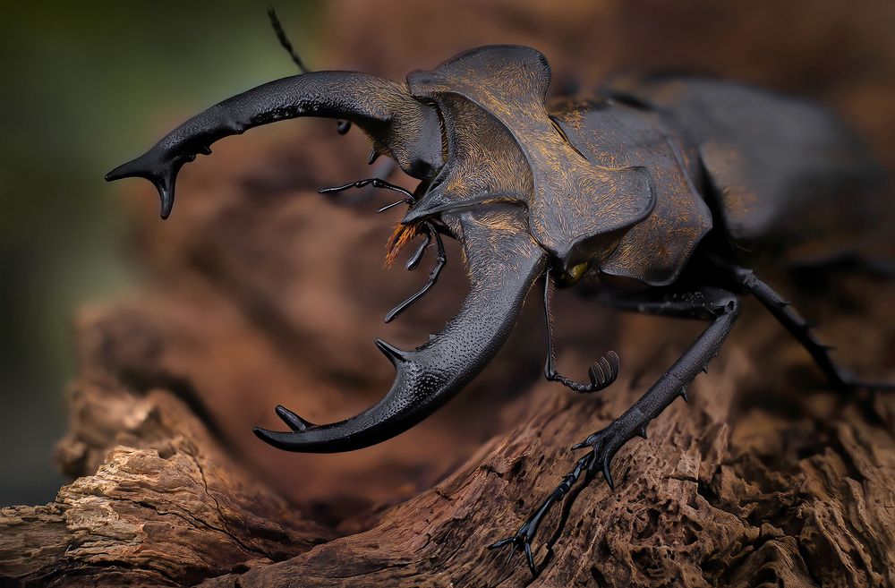 Photograph by Eugenijus Kavaliauskas