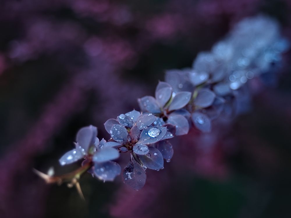 Капля осени