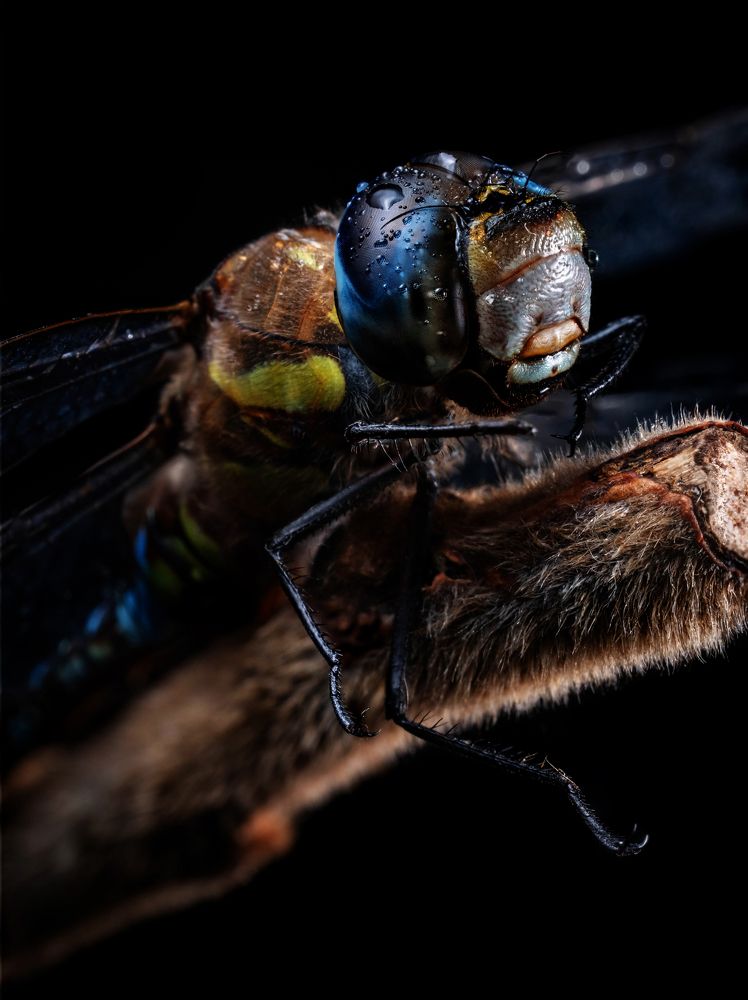 Фотография автора Константин Яковлев