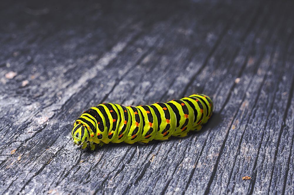 Photograph by Виктор Степанов