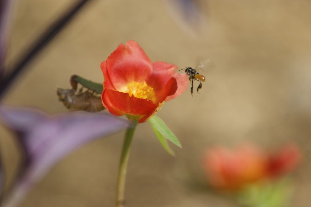 Photograph by Leonor Castellanos