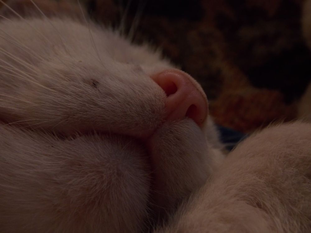 Фотография автора Антонина Клементьева