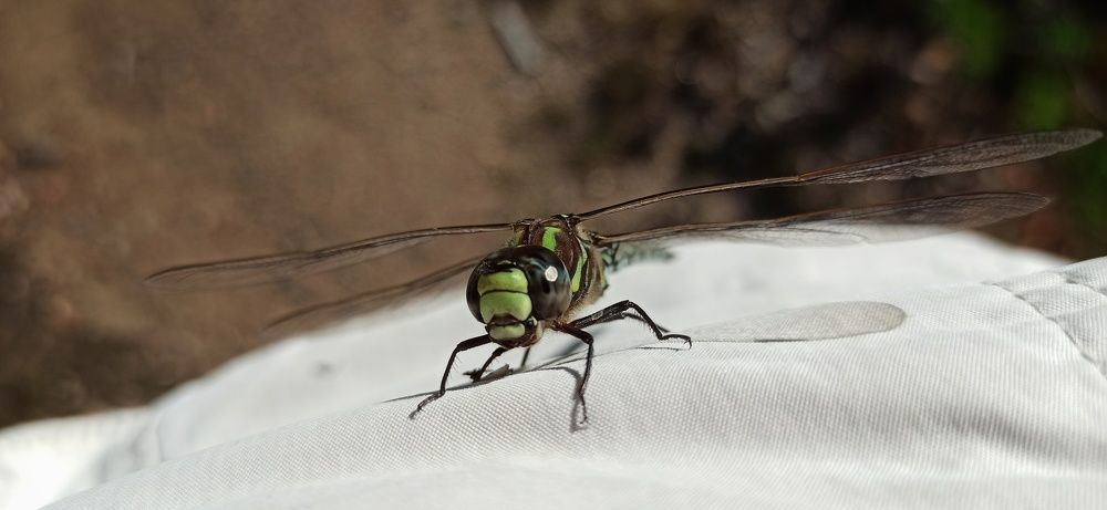 Photograph by Ольга Левакова