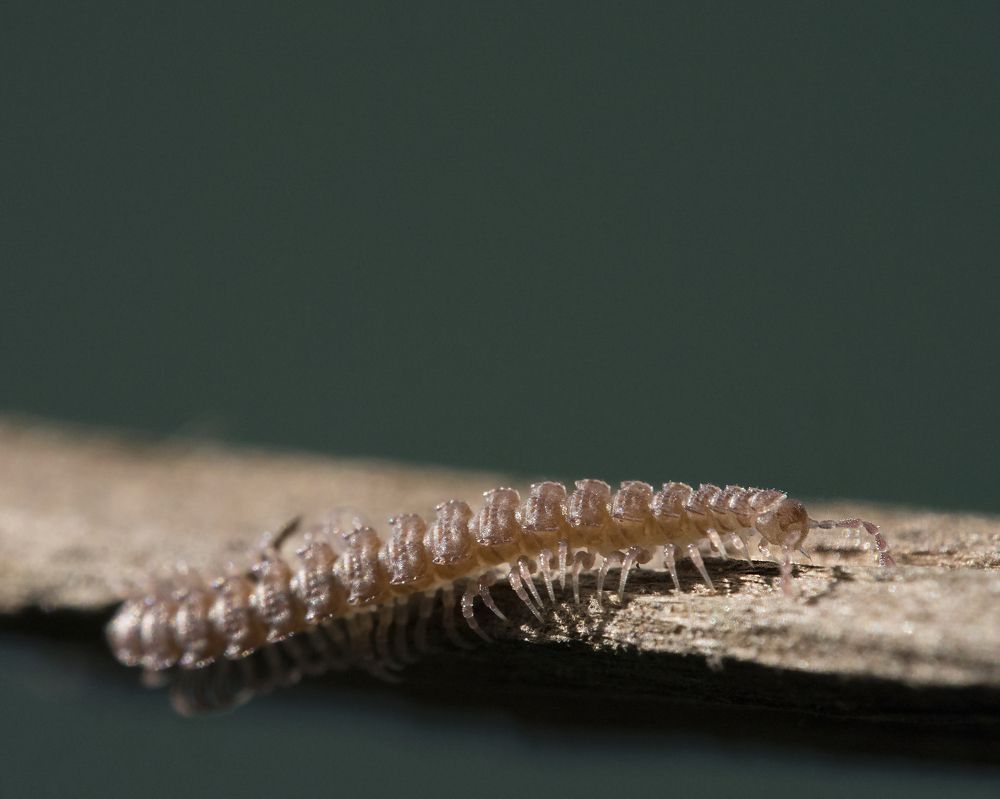 Photograph by Владимир Михайлов