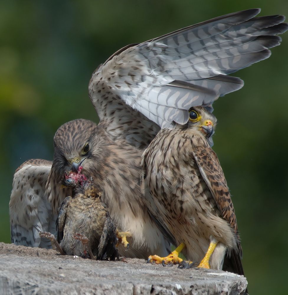 Фотография автора Jaroslaw Kowalski