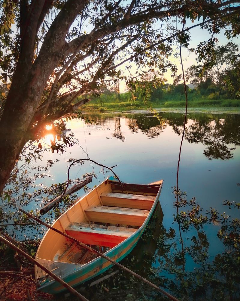 Sunset in the jungle