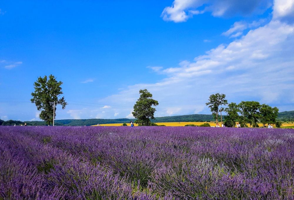 Photograph by Елена Шерман