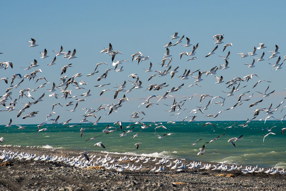 Птицы озера Алаколь. Казахстан.