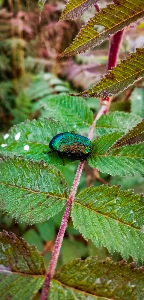 Photograph by Natalia