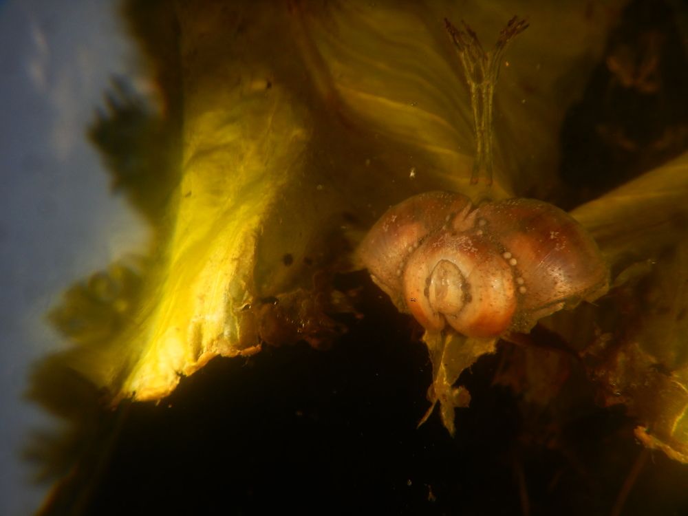 Photo #6510226