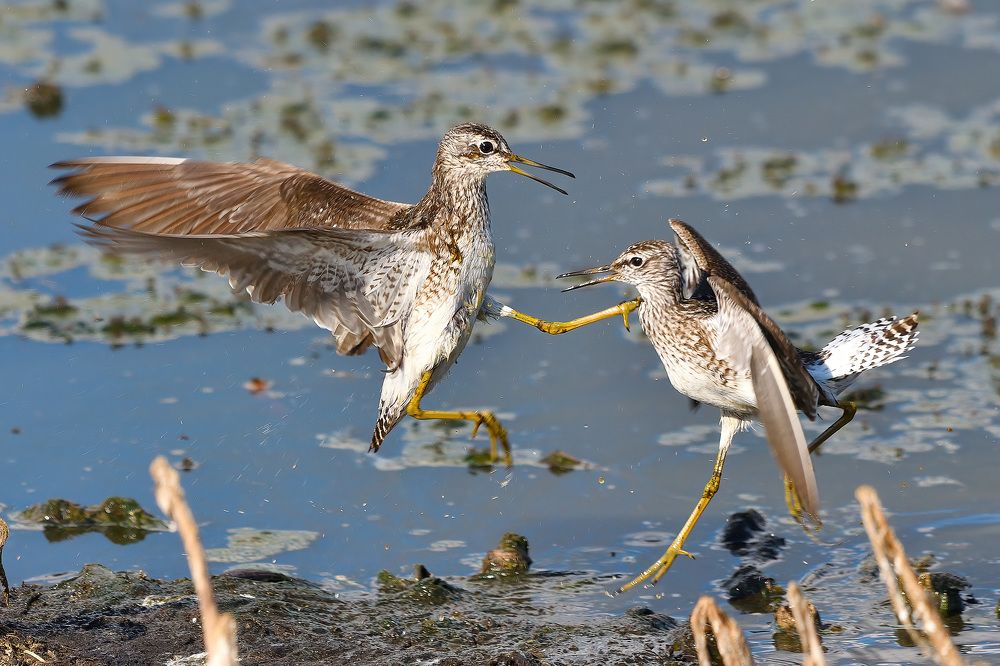 Photograph by Вячеслав Ладанов