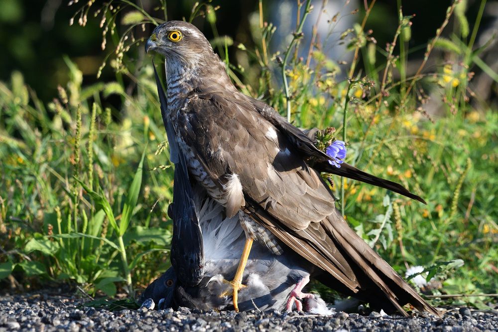 Photograph by Вячеслав Ладанов