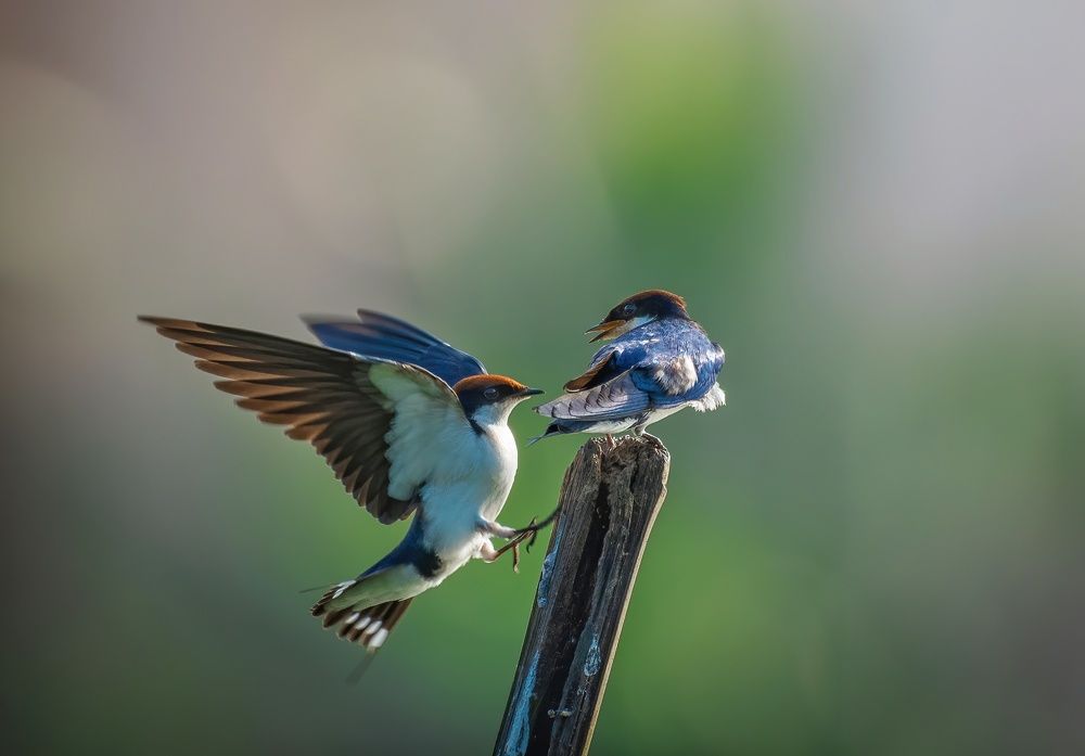 Photograph by sudhir yadav
