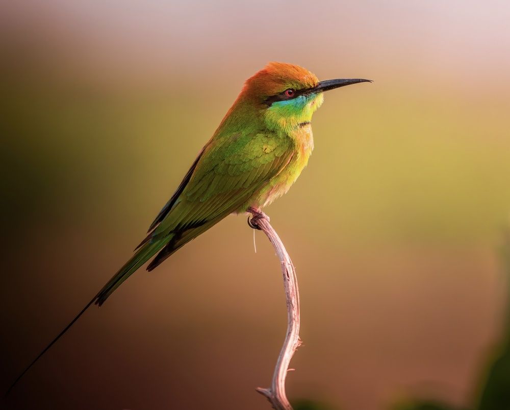 Photograph by sudhir yadav
