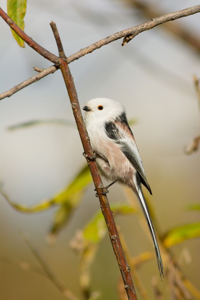 Длиннохвостый