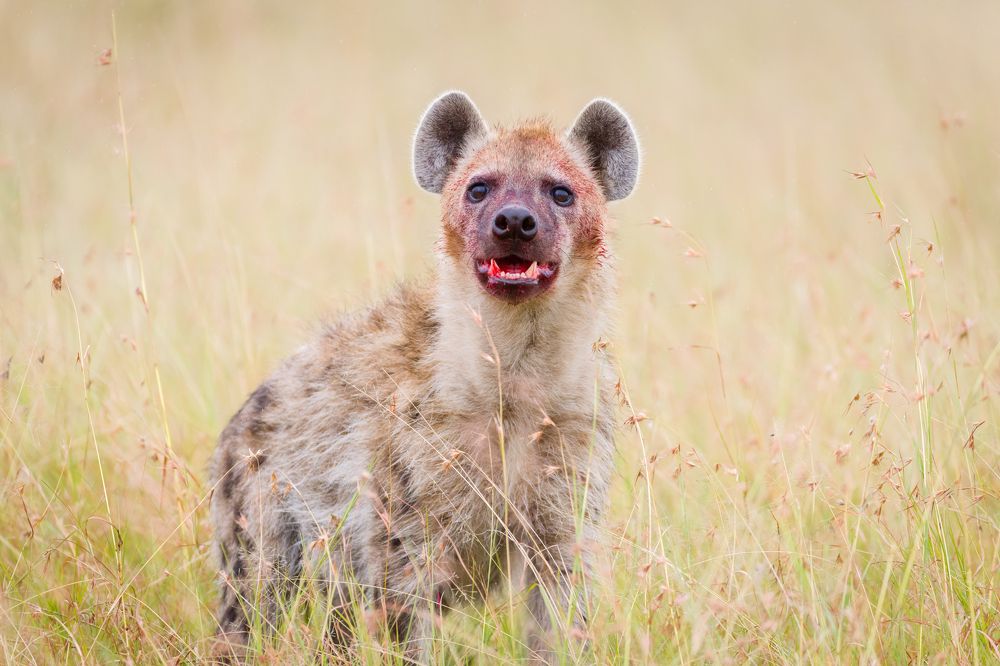 Photograph by Ruzdi Ekenheim