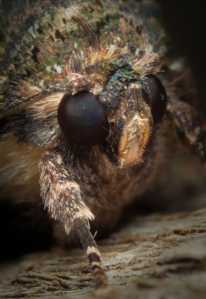 Фотография автора Олесь Парицкий