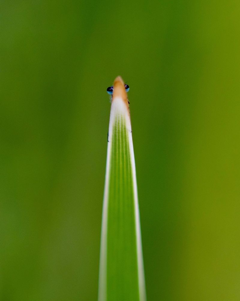 Photograph by Mauricio Perez