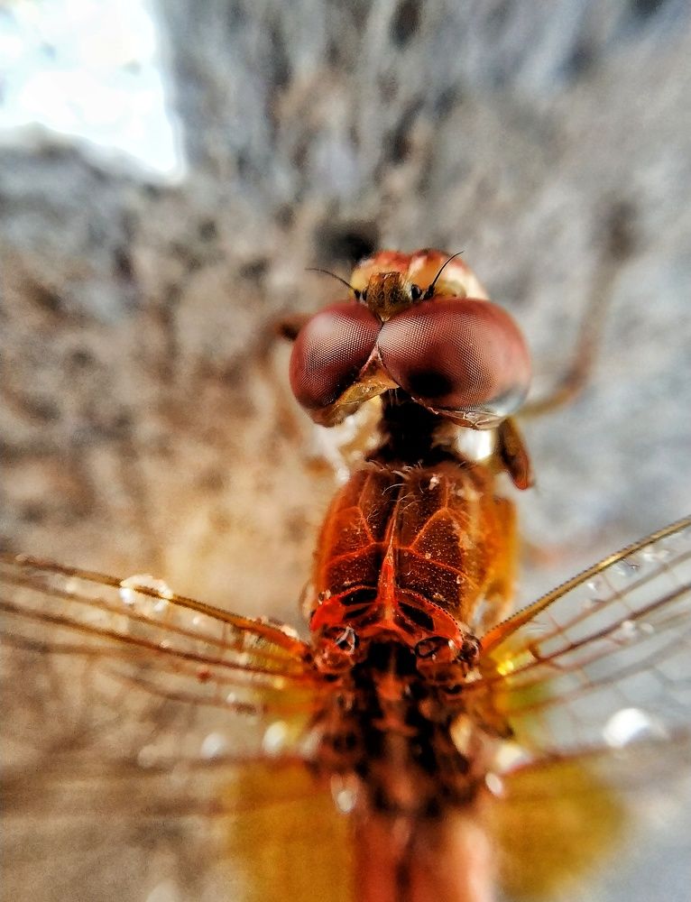 Photograph by somal gupta