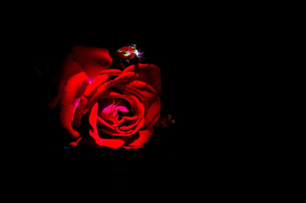 Photograph by victoria denisova