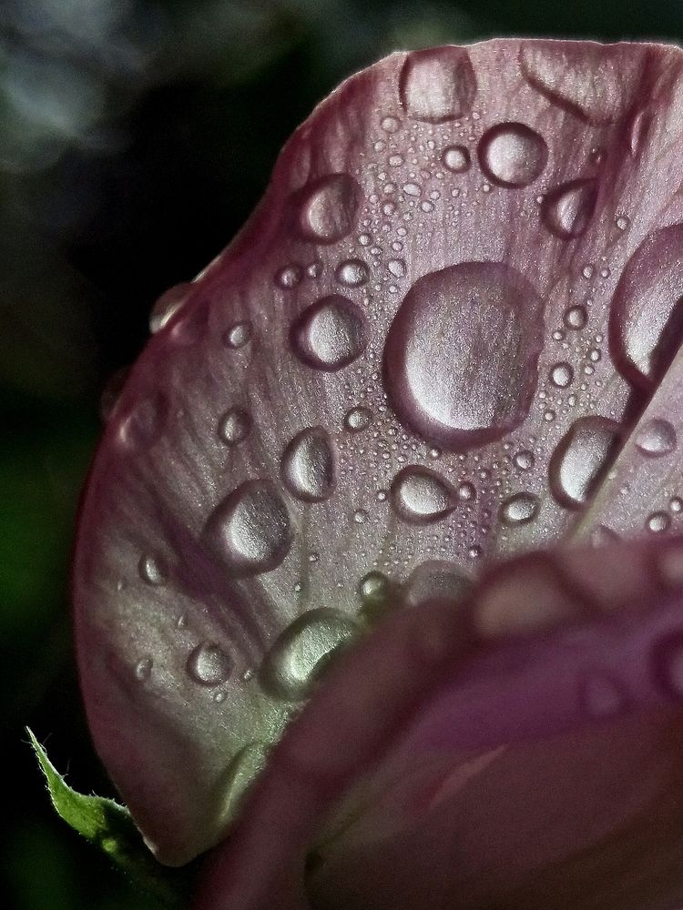 Photograph by Eлена Смирнова