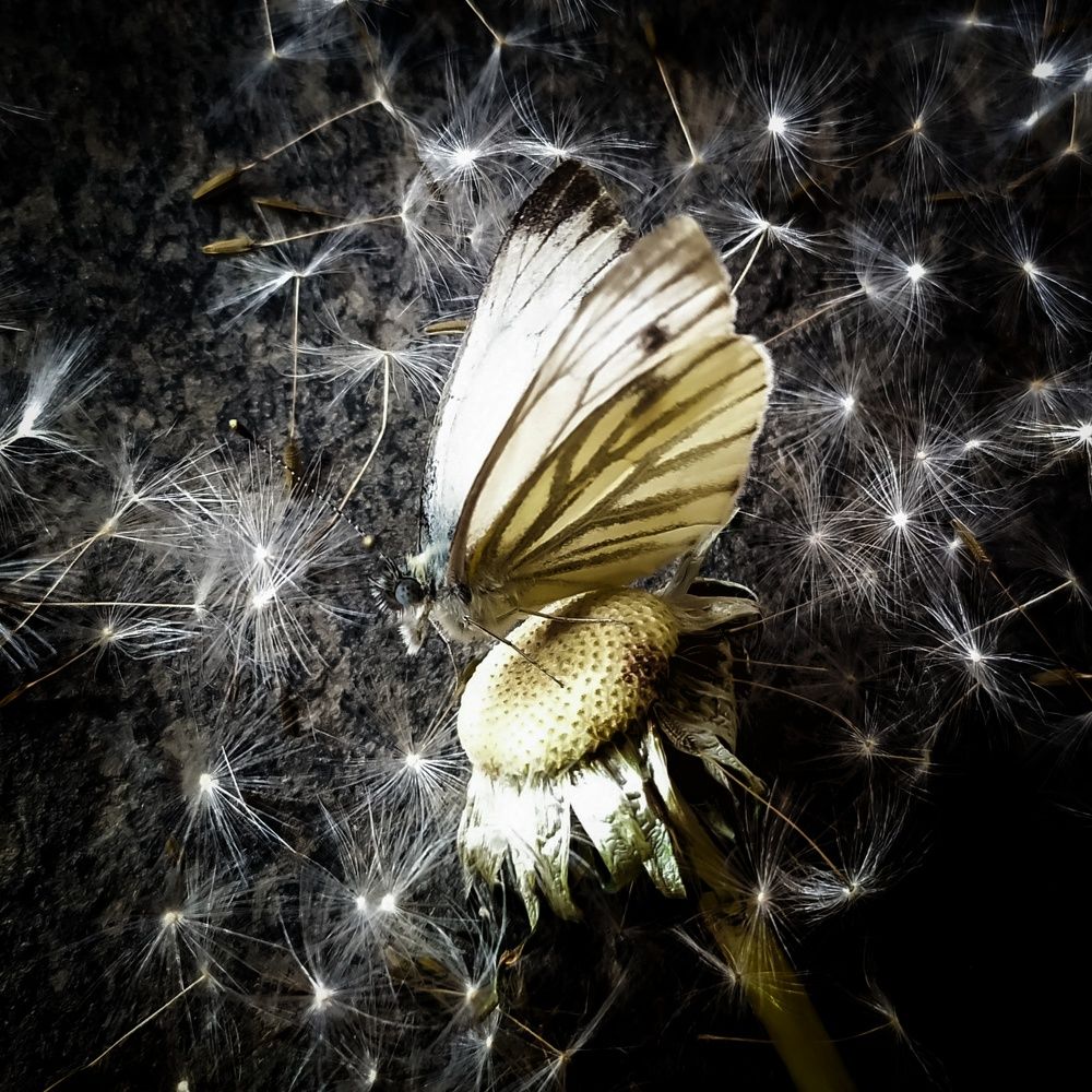 Photograph by Елена Павлова