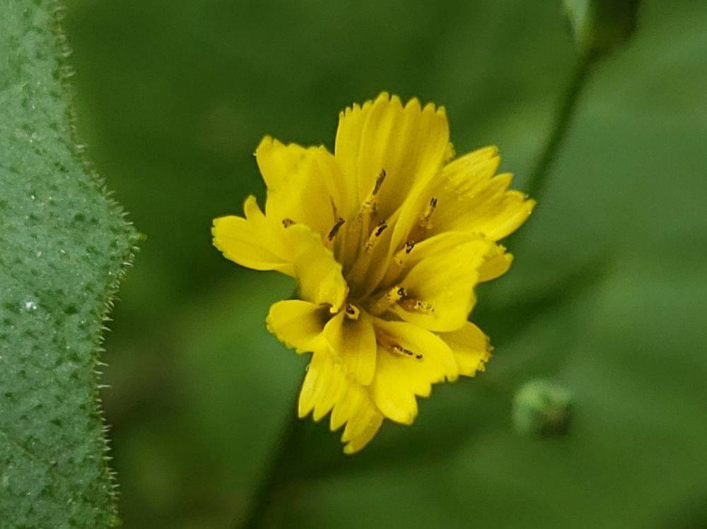 The small flower is close.