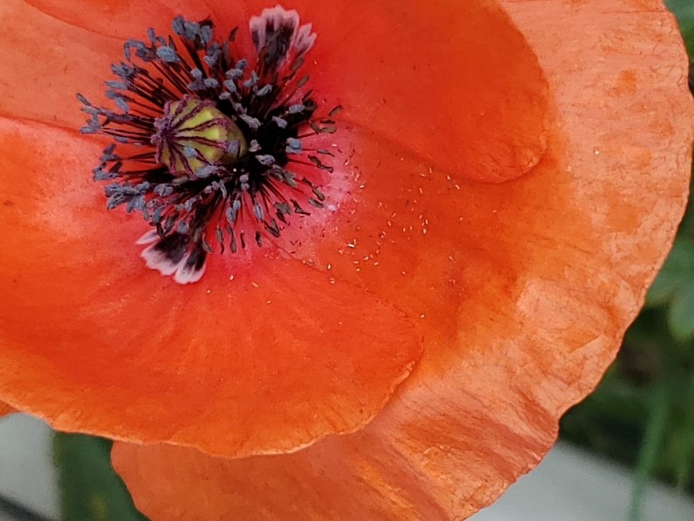 Field poppy.