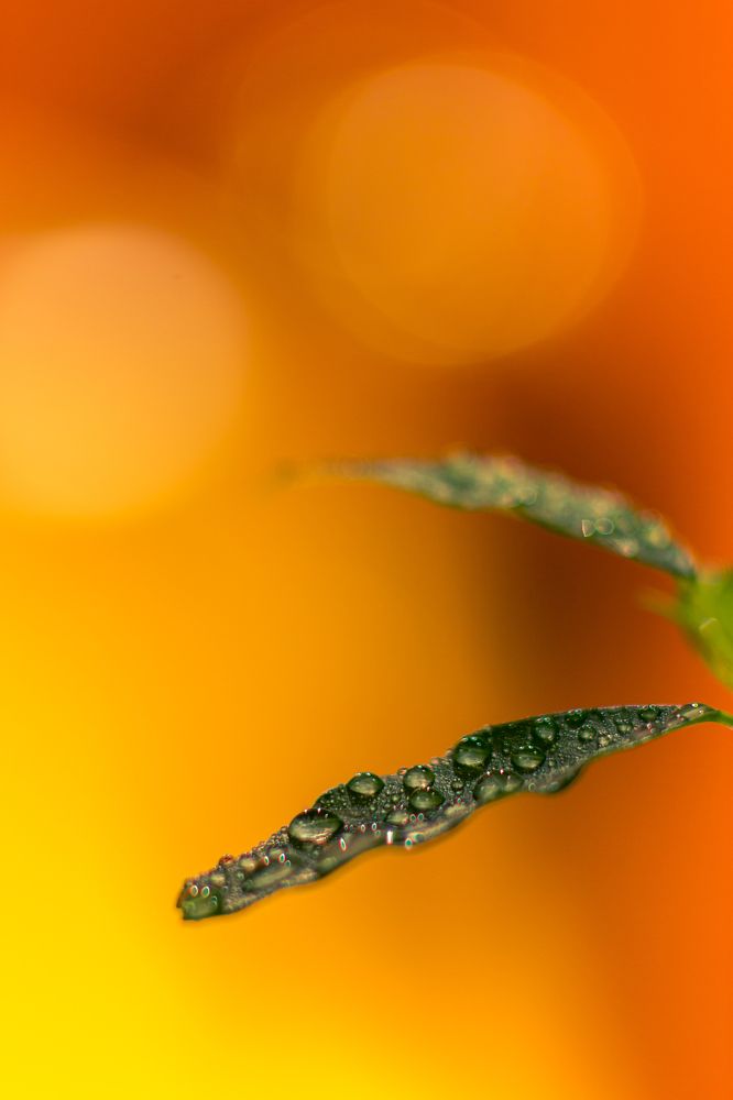 Photograph by Александр Яровой