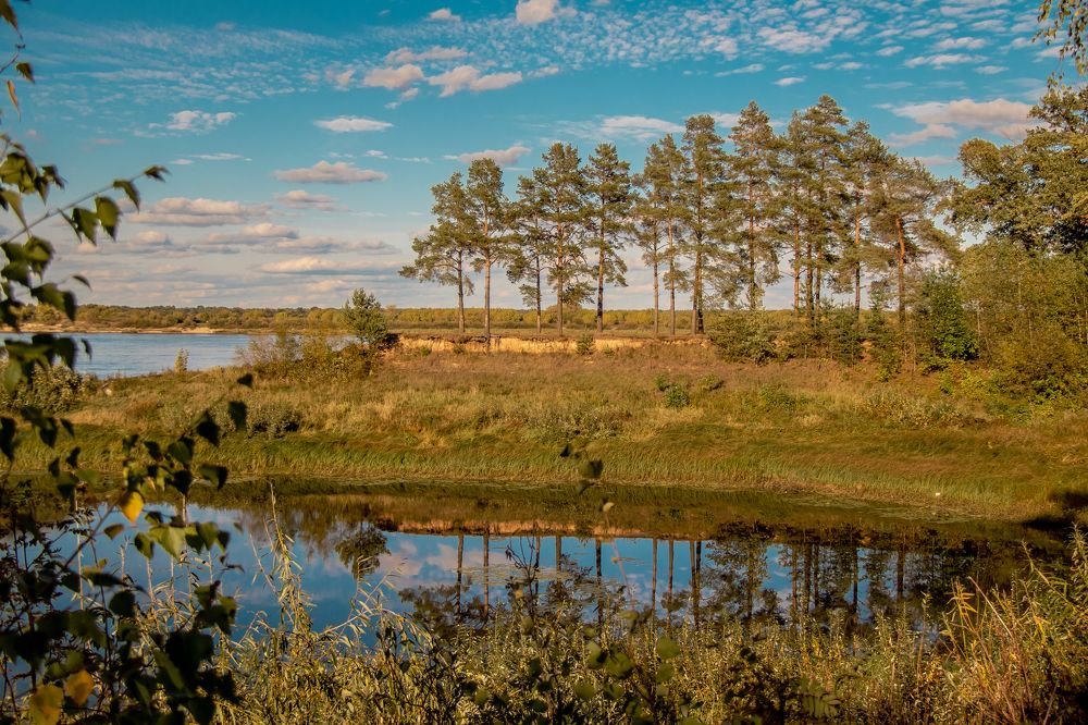 сосны на берегу