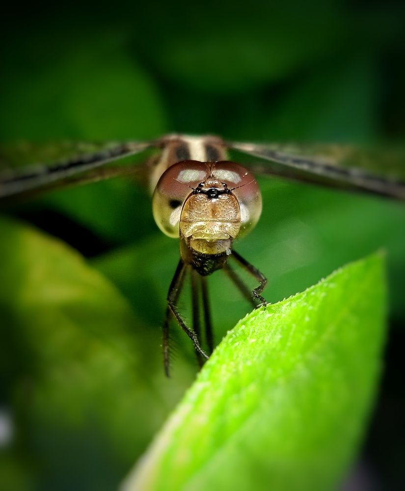 Photograph by Jay Shah