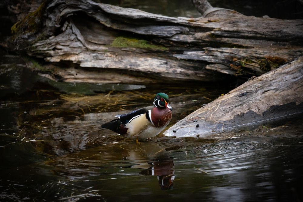 Male Wood Duck