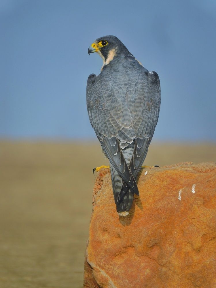 Peregrine falcon
