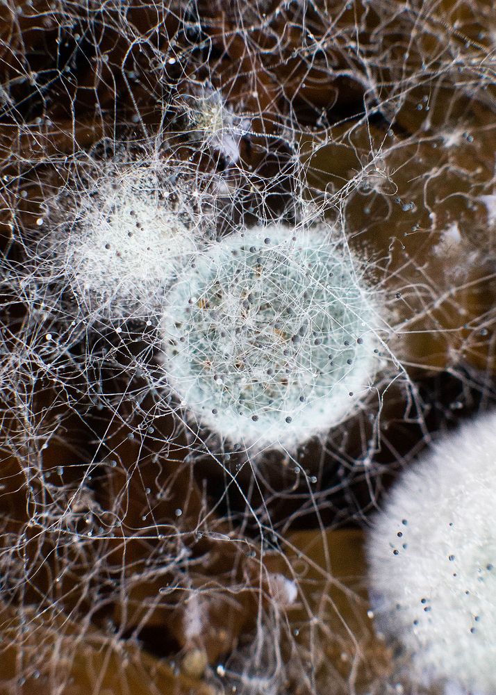 Photograph by Elena Lagutina