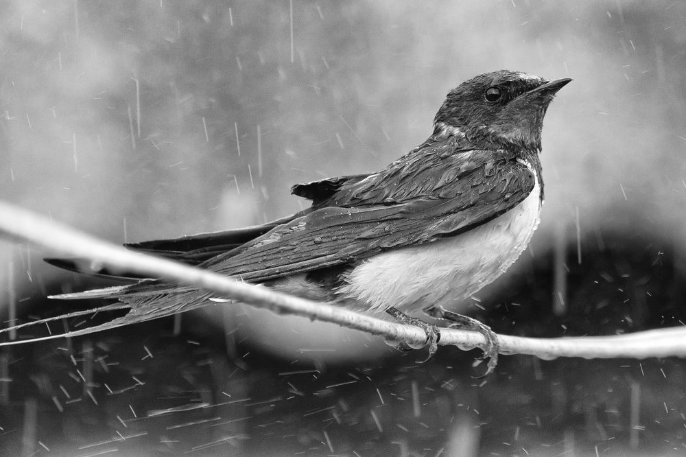 Photograph by Вячеслав Ладанов