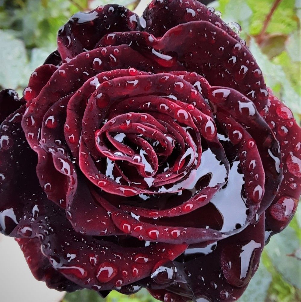 Фотография автора Елена Пикатова