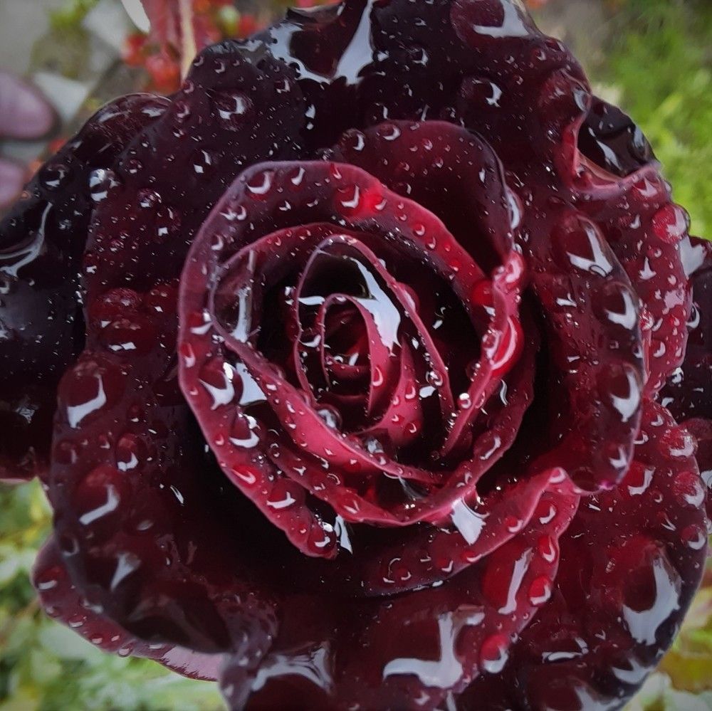 Фотография автора Елена Пикатова