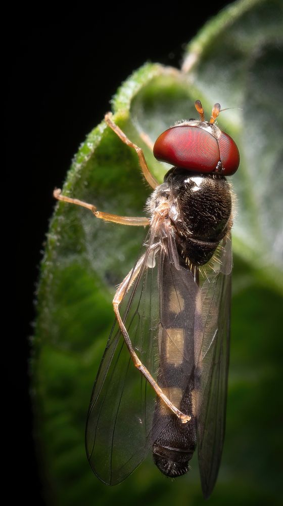 Фотография автора Олесь Парицкий
