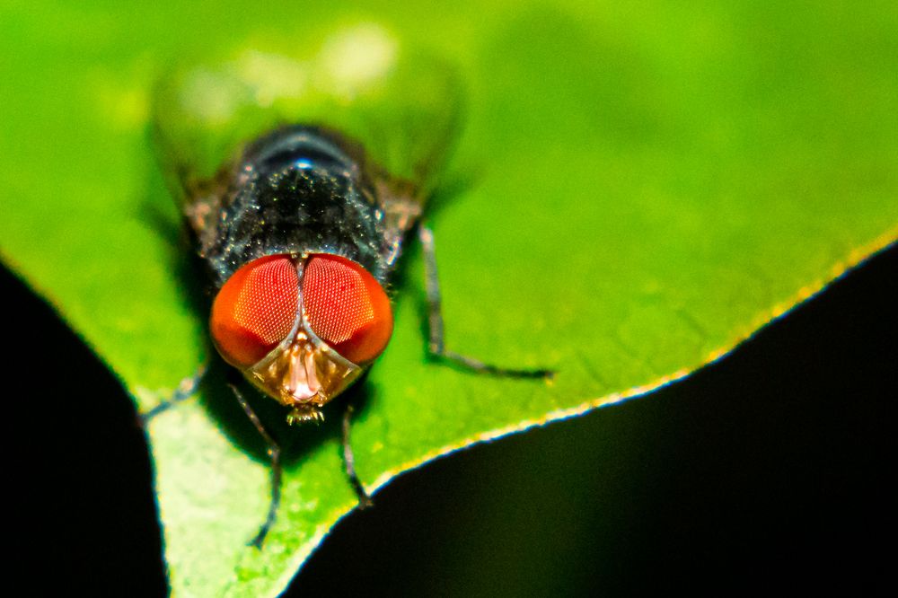 Photograph by Mary Ann Cai