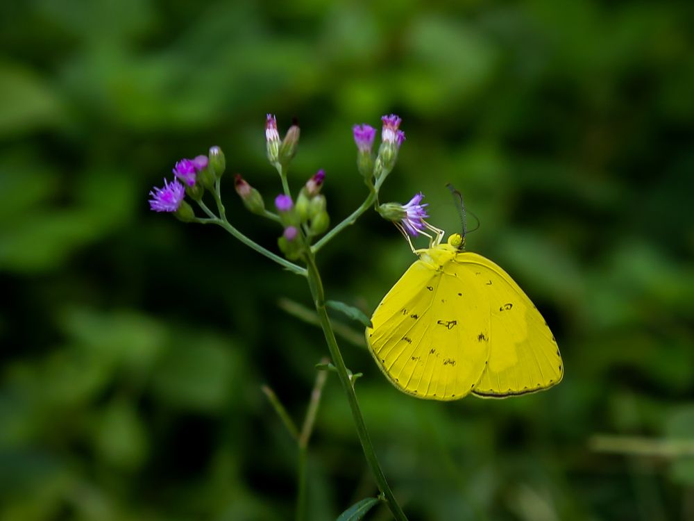 Common grass yellow
