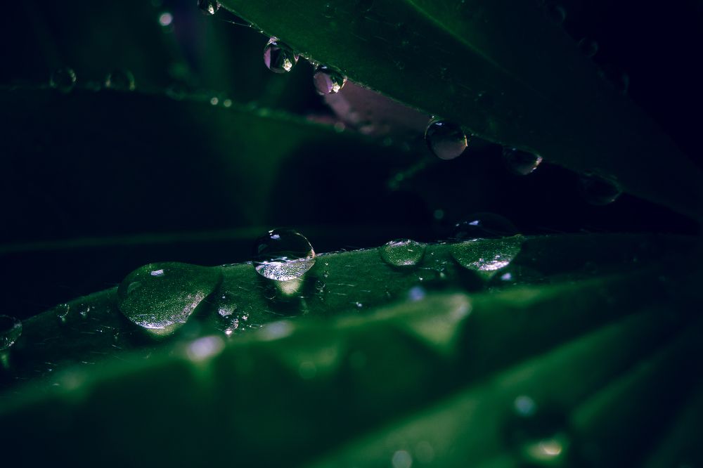 Капли на листьях люпинов