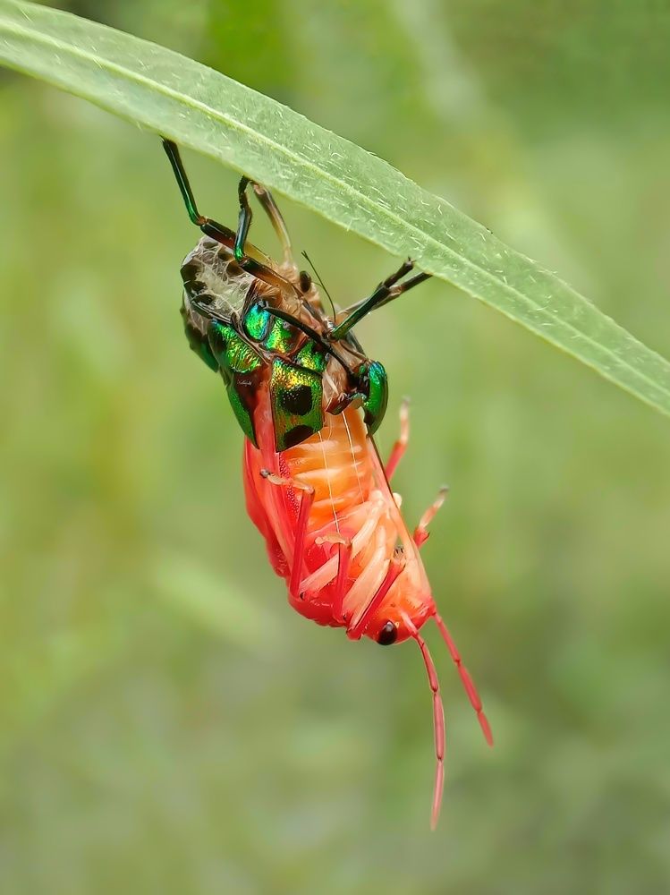 Photograph by Subhajit Jana